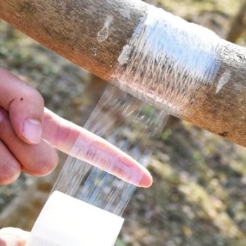 5 cm x 200 Metre Aşı Streçi - Profesyonel Fidan ve Ağaç Aşı Bandı 5 cm x 200 Metre Aşı Streçi - Profesyonel Fidan ve Ağaç Aşı Bandı